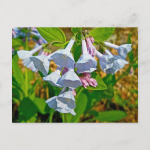 Virginia Bluebells Coordinated Items Postcard
