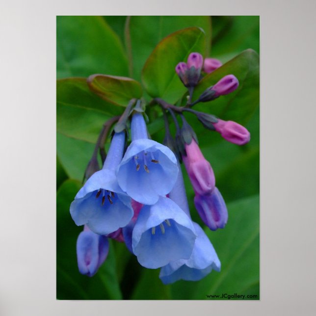 Virginia Bluebells, Poster (Front)