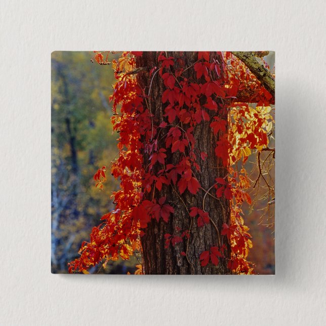 Virginia Creeper bright red in autumn at Button (Front)