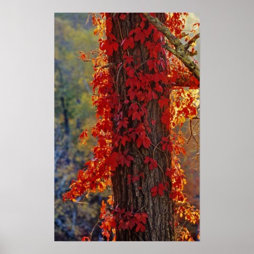 Virginia Creeper bright red in autumn at Poster