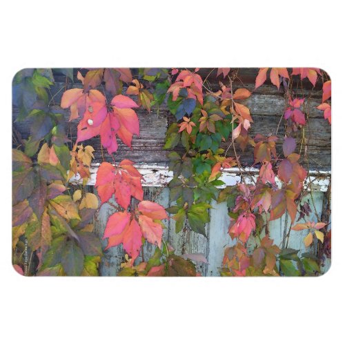 Virginia Creeper on Old Shed Magnet
