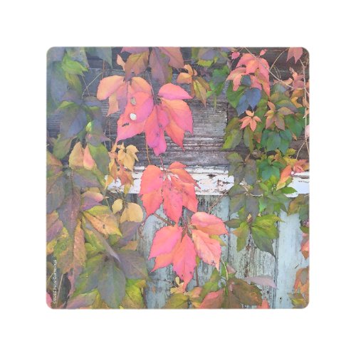 Virginia Creeper on Old Shed Metal Print