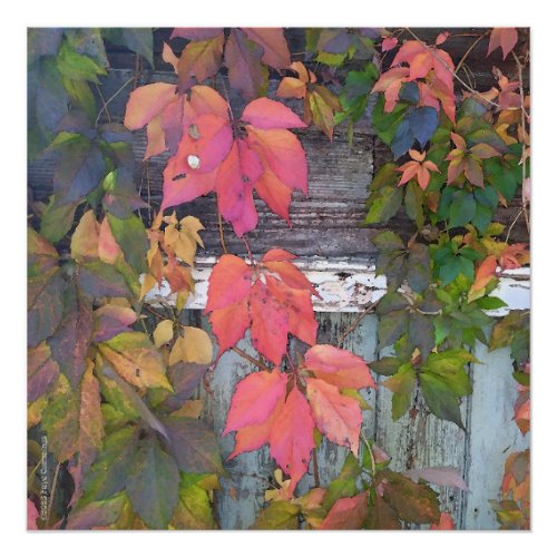 Virginia Creeper on Old Shed Poster