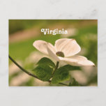 Virginia Dogwood Postcard