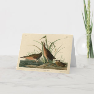 Virginia Rail from Audubon's Birds of America Card