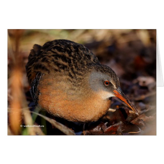 Virginia Rail in the Underbrush Cards (Front Horizontal)