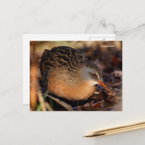 Virginia Rail Waterbird in Underbrush Postcard