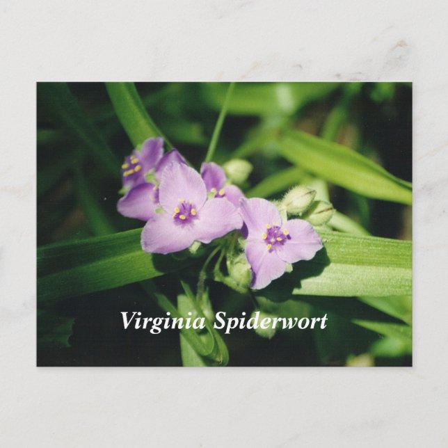 Virginia Spiderwort Postcard (Front)
