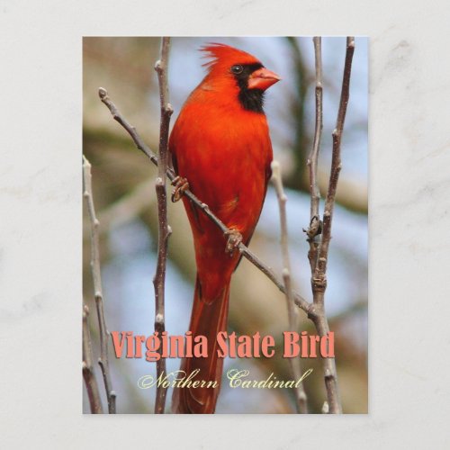 Virginia State Bird _ Northern Cardinal Postcard