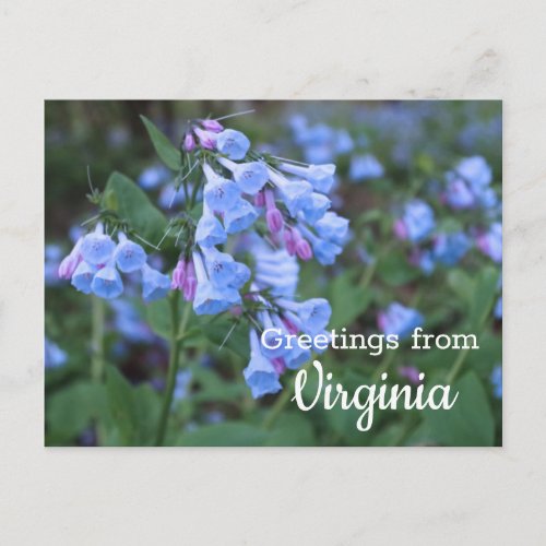 Virginia State Bluebell Flowers Postcard