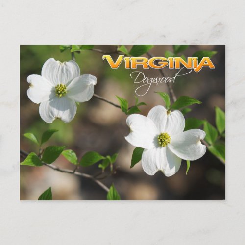 Virginia State Flower Flowering Dogwood Postcard