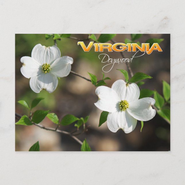 Virginia State Flower: Flowering Dogwood Postcard (Front)