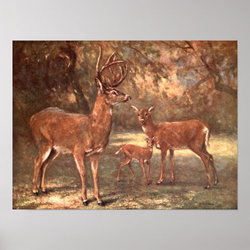 Virginian Deer aka White Tailed Deer by CE Swan Poster