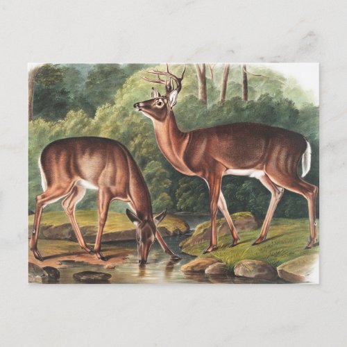 Virginian Deer Cervus Virginianus Illustration Postcard