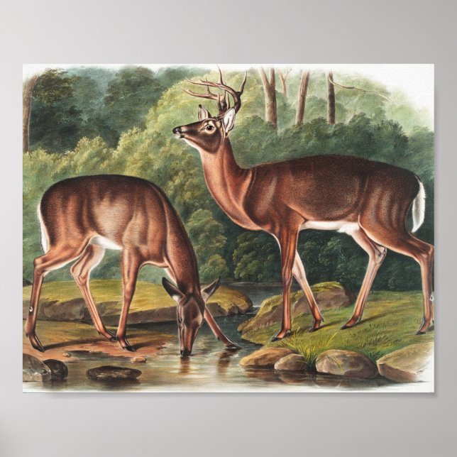 Virginian Deer (Cervus Virginianus) Illustration Poster (Front)