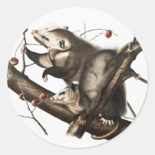 Virginian Opossum Didelphis Virginia Illustration Classic Round Sticker