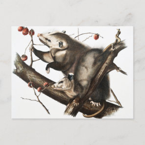 Virginian Opossum Didelphis Virginia Illustration Postcard