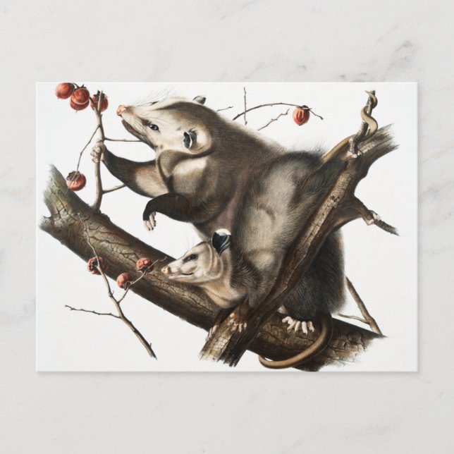 Virginian Opossum Didelphis Virginia Illustration Postcard (Front)