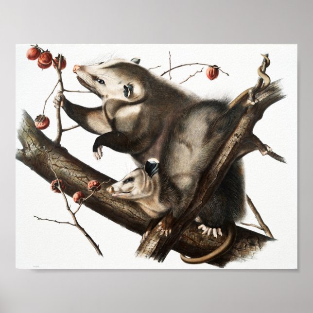 Virginian Opossum Didelphis Virginia Illustration Poster (Front)
