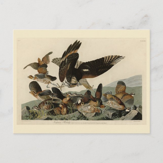 Virginian Partridge, Audubon's Birds of America Postcard (Front)