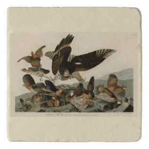 Virginian Partridge, Audubon's Birds of America Trivet
