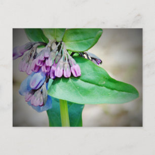 Virginina Bluebells Postcard