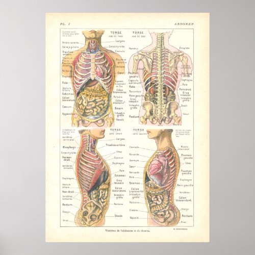 Viscera  Abdominal Anatomy Poster French