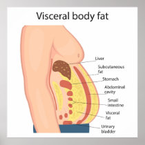 Visceral body fat poster