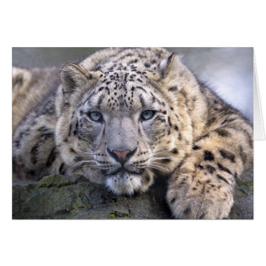 Vishnu Snow Leopard Card (Front Horizontal)