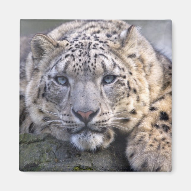 Vishnu Snow Leopard Magnet (Front)