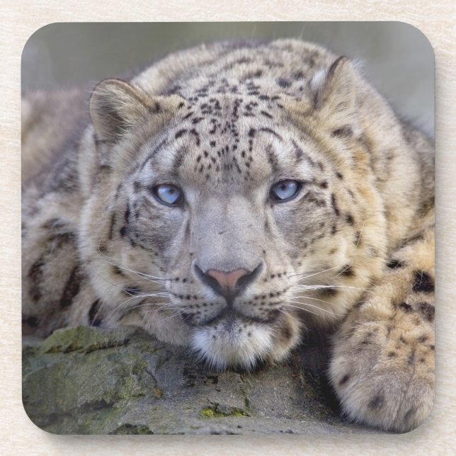 Vishnu Snow Leopard Set of 6 Coasters (Front)