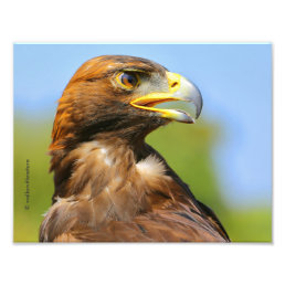 Vision of a Beautiful Young Golden Eagle Photo Print
