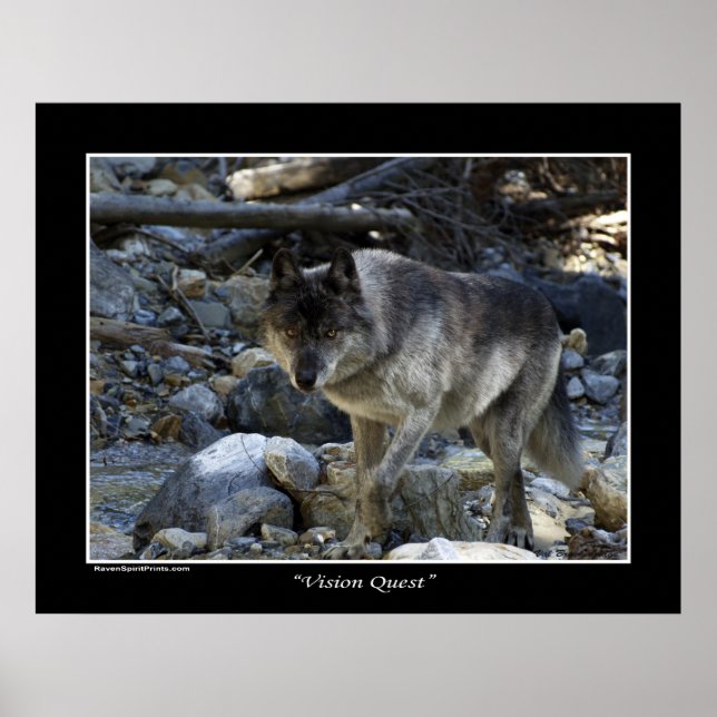 "Vision Quest" Grey Wolf Photo Poster (Front)