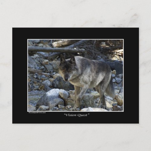 Vision Quest Grey Wolf Post Card