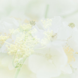 Visitekaartje met macro bloeme design business card