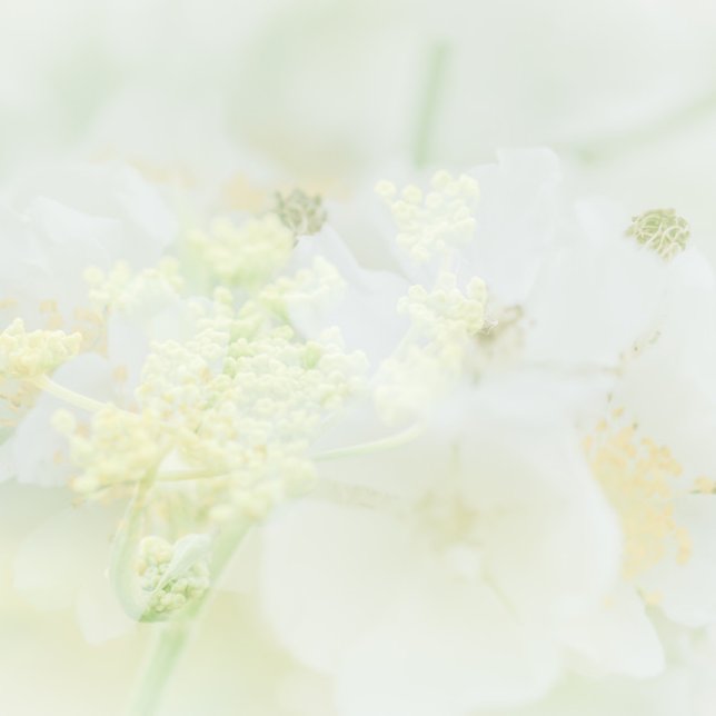 Visitekaartje met macro bloeme design business card (Creator Uploaded)