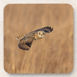 Visitors of the Grasslands: Short-Eared Owls Beverage Coaster