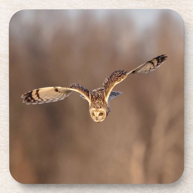 Visitors of the Grasslands: Short-Eared Owls Beverage Coaster (Front)
