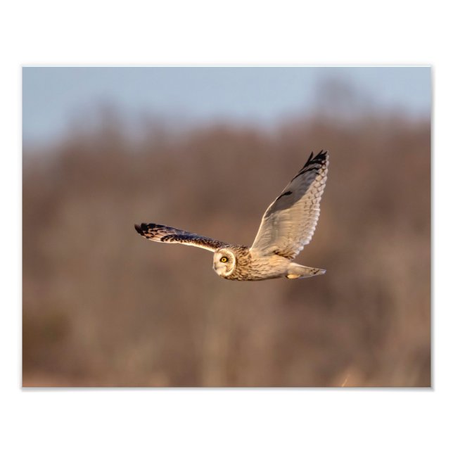 Visitors of the Grasslands: Short-Eared Owls Photo Print (Front)