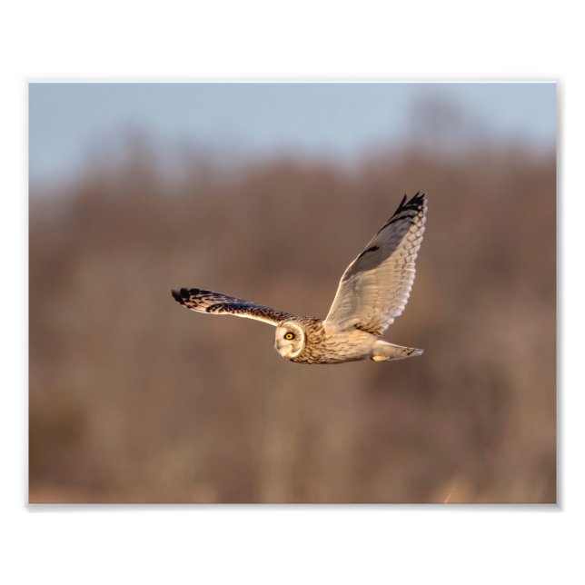 Visitors of the Grasslands: Short-Eared Owls Photo Print (Front)