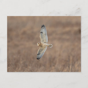 Visitors of the Grasslands: Short-Eared Owls Postcard