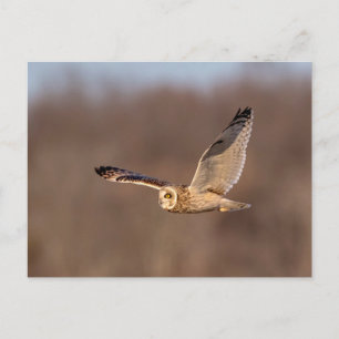 Visitors of the Grasslands: Short-Eared Owls Postcard