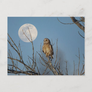 Visitors of the Grasslands: Short-Eared Owls Postcard