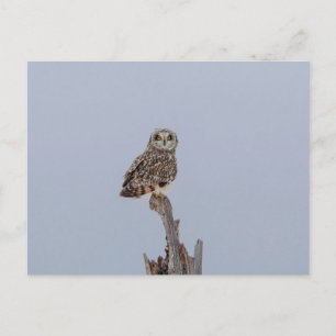 Visitors of the Grasslands: Short-Eared Owls Postcard