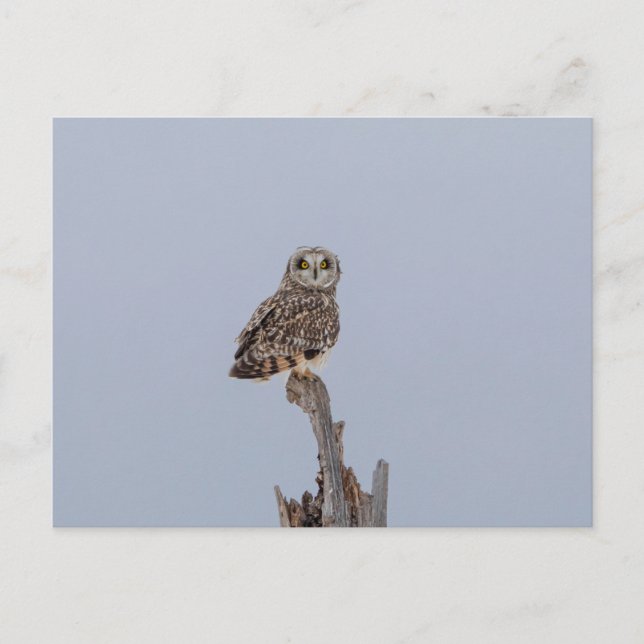 Visitors of the Grasslands: Short-Eared Owls Postcard (Front)