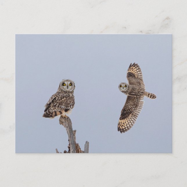 Visitors of the Grasslands: Short-Eared Owls Postcard (Front)