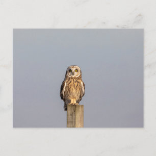 Visitors of the Grasslands: Short-Eared Owls Postcard