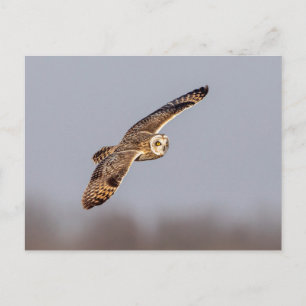 Visitors of the Grasslands: Short-Eared Owls Postcard