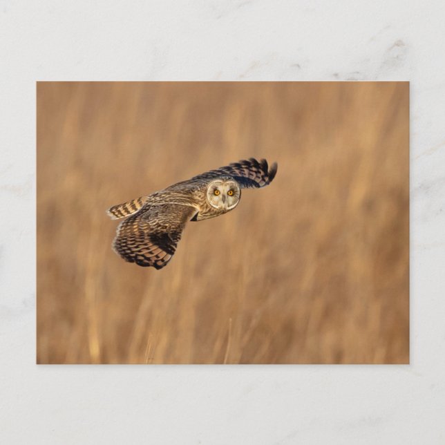 Visitors of the Grasslands: Short-Eared Owls Postcard (Front)