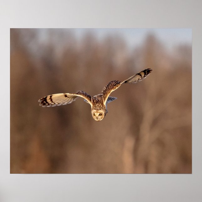 Visitors of the Grasslands: Short-Eared Owls Poster (Front)